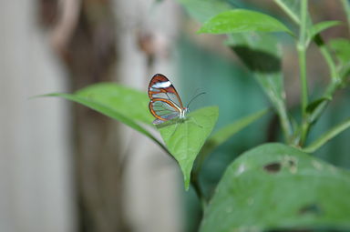 You can see through the glasswing butterfly.