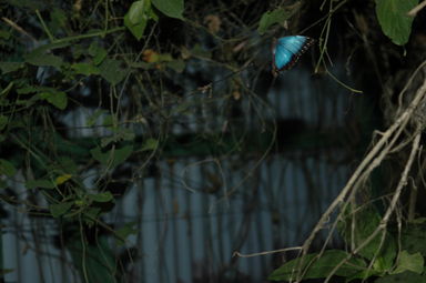 An elusive glimpse of the morpho butterfly.
