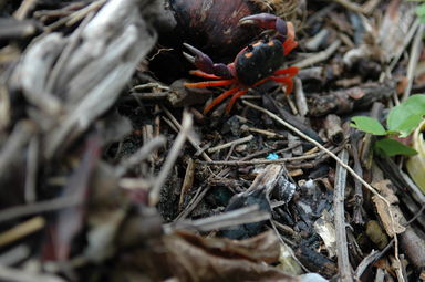 These crabs were extremely adept at scampering back into their holes just before I could take a picture.