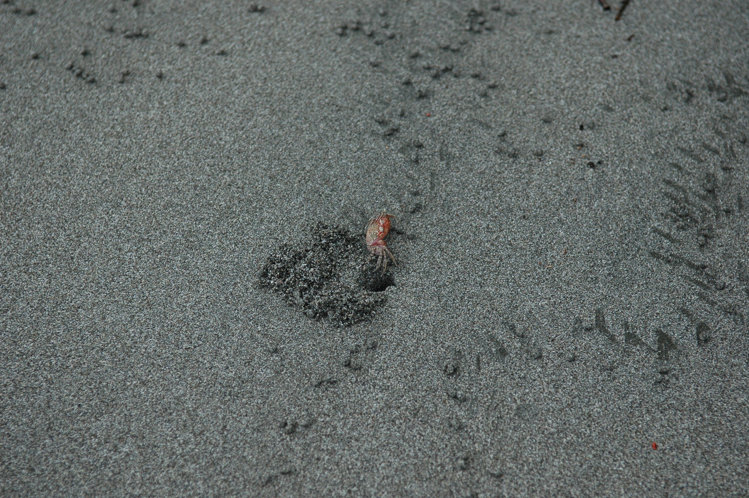 These crabs would see you coming a ways away and scamper over to their holes, ready to duck underground if you came any closer.