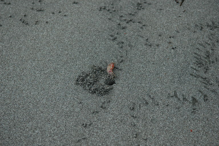 These crabs would see you coming a ways away and scamper over to their holes, ready to duck underground if you came any closer.