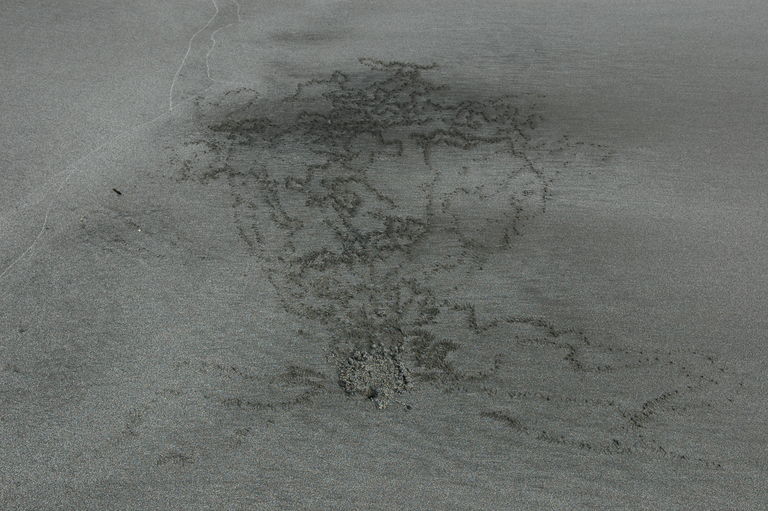 The crabs made interesting patterns out of little rolled up balls of sand.