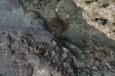 Crab in a tidal pool on Playa Pan de Azúcar