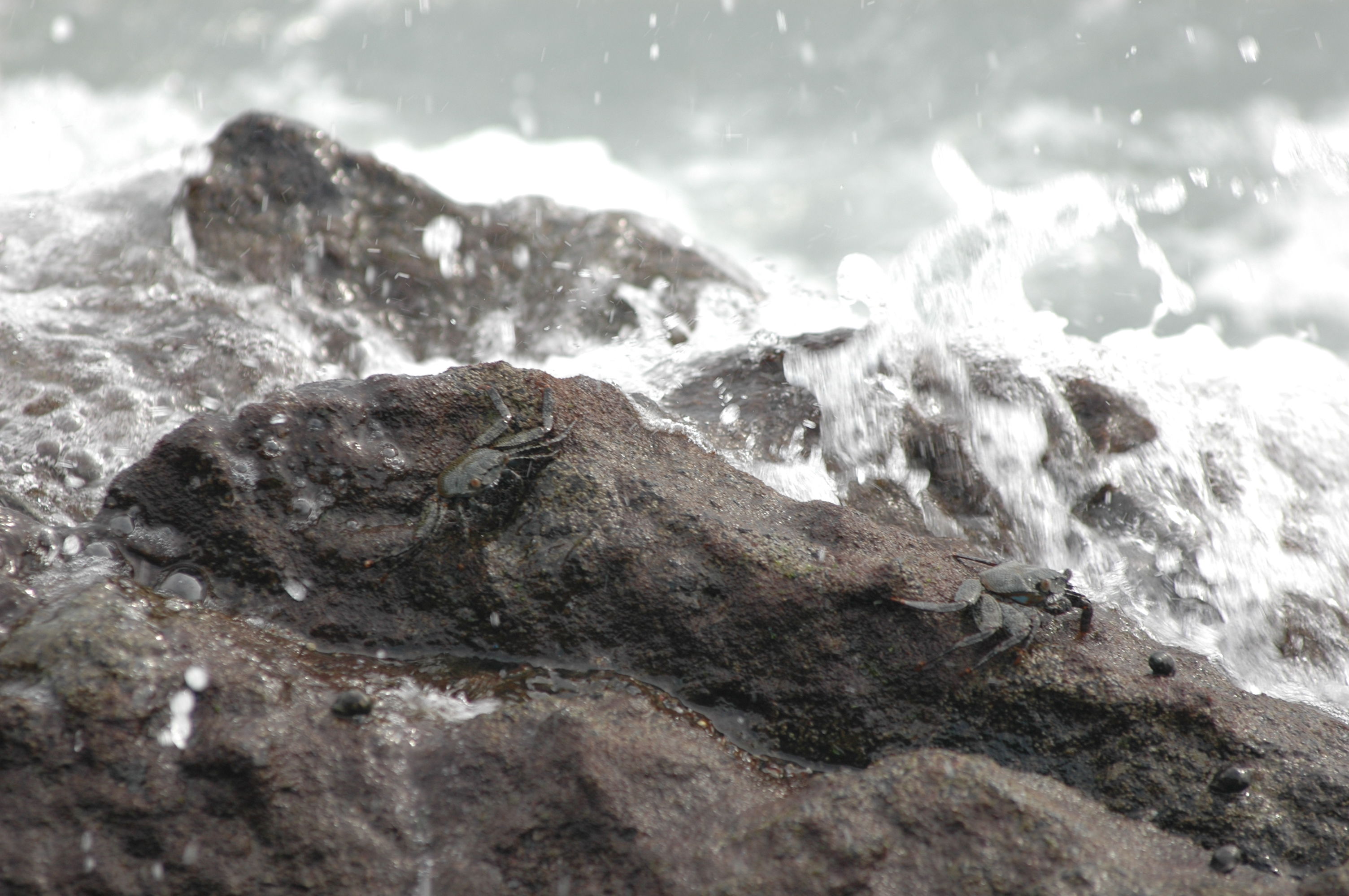 The crabs scampered around amid the incoming waves.