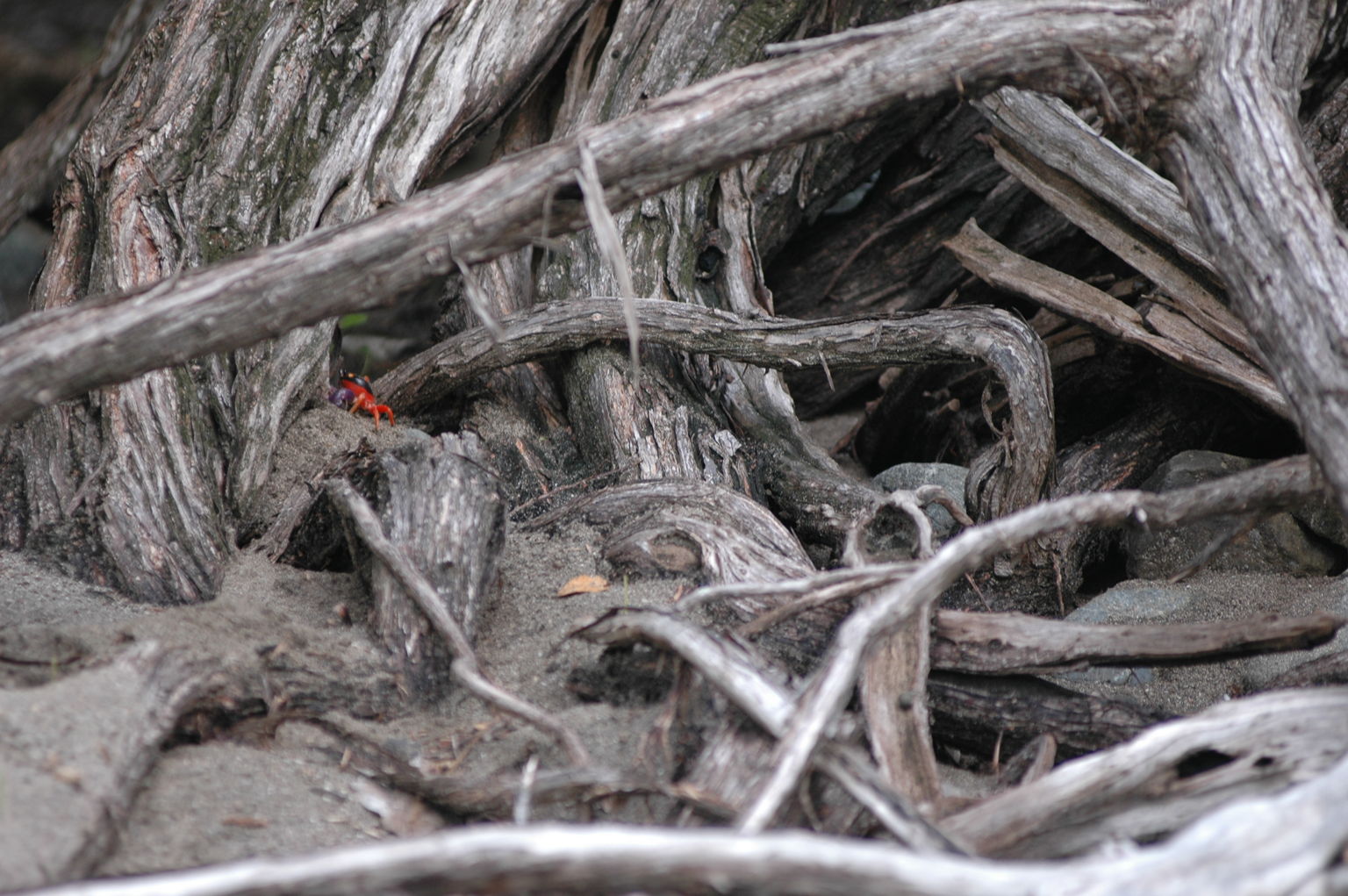 The crabs were trying to hide from my lens, but I got them in the end!.