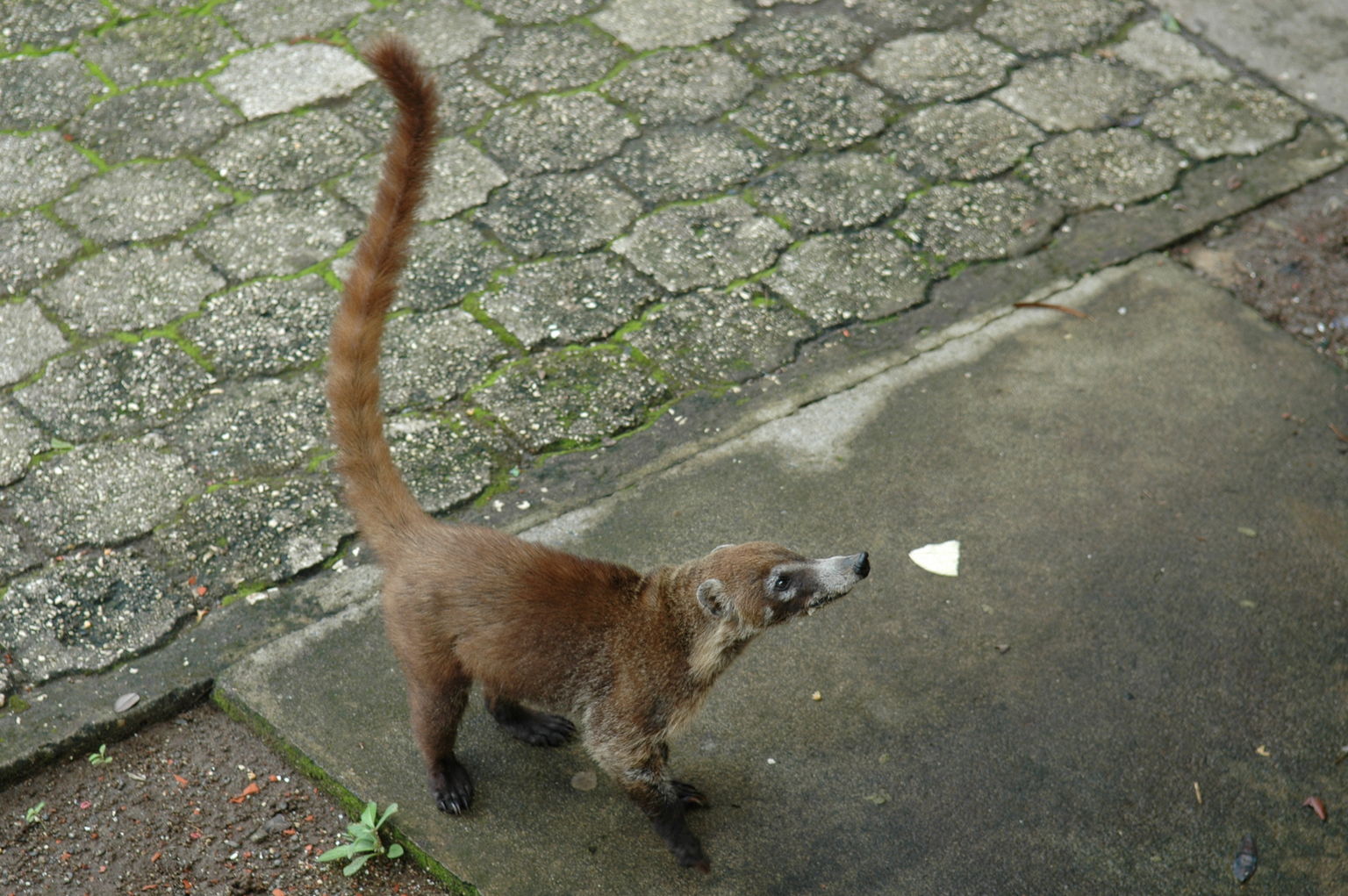 Looks like a coati to me, but supposedly it's not.  He was hanging around Sugar Beach Hotel looking for food.