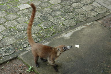 Looks like a coati to me, but supposedly it's not.  He was hanging around Sugar Beach Hotel looking for food.