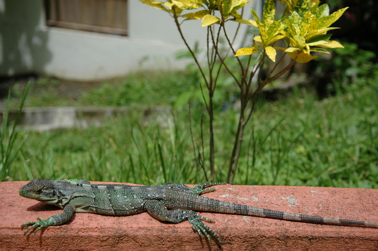 Iguana sunning himself at the Hotel Sugar Beach.