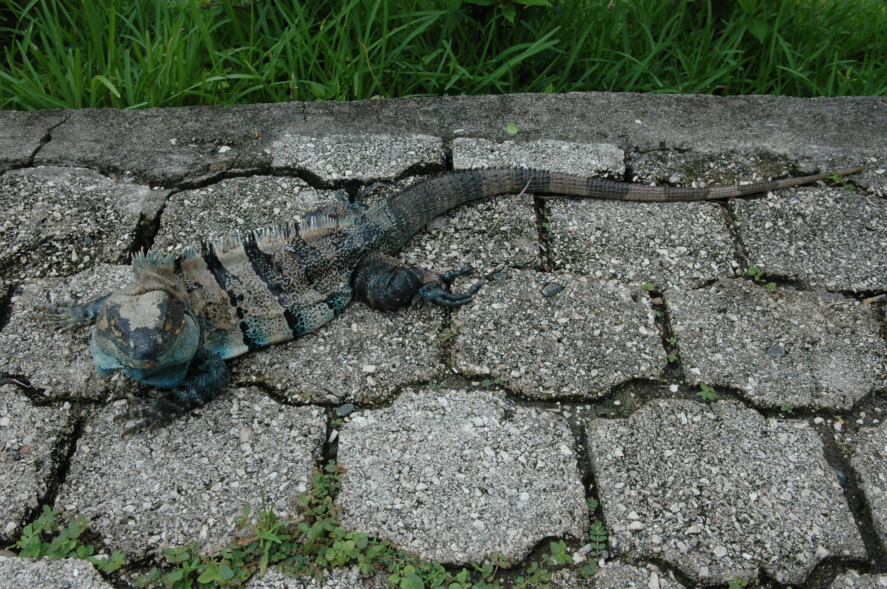 There were iguanas everywhere at Hotel Sugar Beach.