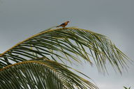 We saw this bird outside our window at Hotel Iguanazul