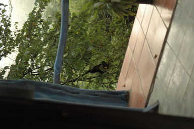 We woke up to a monkey just outside our window at the Hotel Brovilla