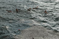 Boys narrowly avoiding the flotilla of filth in Havana Bay